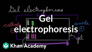 Gel electrophoresis  Chemical processes  MCAT  Khan Academy [upl. by Senaj]