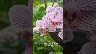 Phalaenopsis full bloom 🥰 orchid orchidflower orchidcare tamil song rap shortsviral trend [upl. by Franciskus30]