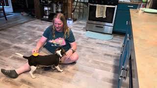 Grooming Saber the Maine Coon vs Mercedes the Beagle shortsvideo [upl. by Dallas]