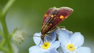 mint moth pyrausta aurata macro wildlife nature [upl. by Nosiram537]