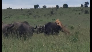 Lions hunting buffalo in Kenya [upl. by Riccio677]