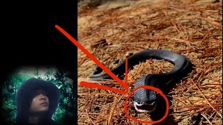 Warning Top 5 dangerous snakes [upl. by Enilreug]