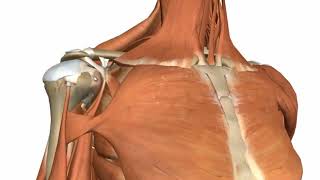 Shoulder Joint Glenohumeral Joint 3D Anatomy Tutorial [upl. by Krishnah]