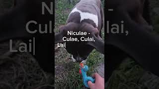 Niculae Nicolae Neculae [upl. by Relyc]