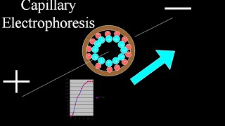 Capillary electrophoresis [upl. by Sucam440]