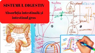 ADMITERE MEDICINASISTEMUL DIGESTIV 4 Absorbtia intestinala si structura si functia intestinul gros [upl. by Kast]