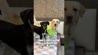 My Dogs Playing HideampSeek ❤️🐾 doglover ytshorts dogshorts minivlog pets [upl. by Tutt]