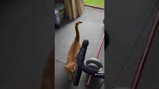 He came to see me in our gym cat funny workout [upl. by Dayna216]