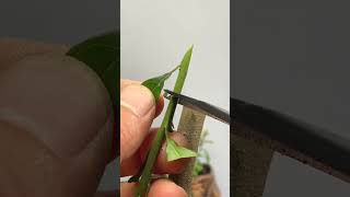 Best method and unique ideas for the grafting of fruit trees grafting plants garden tree​ [upl. by Adnuahsor]