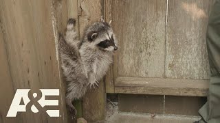 Live Rescue Baby Raccoon Stuck on a Fence Season 3  AampE [upl. by Beker832]