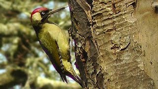 Green Woodpecker and Great Spotted Woodpecker  Birds Nest Building [upl. by Nnov]