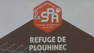 La SPA de Plouhinec dans le Sud Finistère accueille Mes chouchous de la SPA [upl. by Shama]