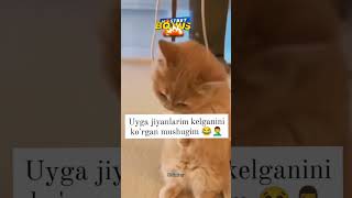 Uyga jiyanlarim kelganini korgan mushugim 🥰❤️😇 tiktok uzb dard1sarim reels topbahtrekshorts [upl. by Brittany666]