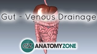 Blood Supply to the Gut Introduction  Part 2 Venous DrainagePortal System [upl. by Oirrad]