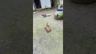 Has🦆🌿 youtubeshorts foryou like funny subscribe [upl. by Antrim]