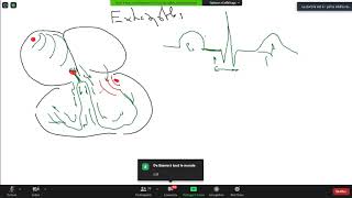 TD 6 troubles d excitabilité 1 Extrasystoles [upl. by Saleme]