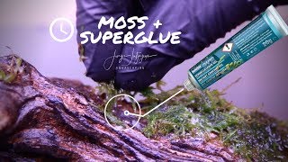 How to attach MOSS with SUPERGLUE  rare Takashi Amano moss trick [upl. by Eillo777]