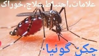 Chikungunya Symptoms Care Treatment and Diet by Sarwat Ka Dastarkhawn ❣️ [upl. by Ameehs]