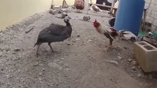 Pelea De Gallo Con Una Guinea [upl. by Brander301]