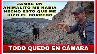 NATURALEZA DEL OESTE 5 BORREGO CIMARRON SE TIRA UN ENORME P3DO EN FRENTE DE LA CÁMARA [upl. by Einama]