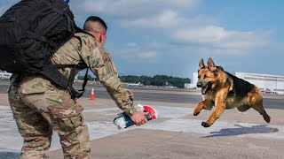 Most Heartwarming Dog Reunions with Their Owners That Will Touch Your Heart ❤️ [upl. by Eillas424]