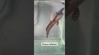 Chana bleheri ikanchanna predatorfish [upl. by Acsicnarf]