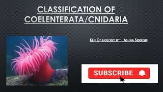 Classification of Phylum  CoelenterataCnidaria  ken of Biology  Ashna Siddiqui [upl. by Arleen695]