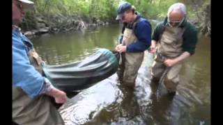 Collecting Eels [upl. by Lap]