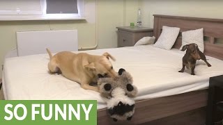 DIY Large Dog Bed With Pallet  IDEA [upl. by Westhead]