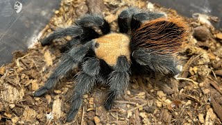 Brachypelma Albiceps Rehousing a stubborn Mexican golden red rump and showing off the three I own [upl. by Sisak]