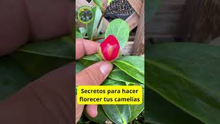 Secretos para hacer florecer tus camelias ¡Consejos de nutrición y cuidado [upl. by Rolyks]