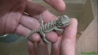 How to help lizards that refuse to eat or have low energy recover HD 1080p [upl. by Eustace291]