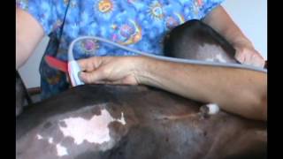 Learning Ultrasound for Veterinarians [upl. by Condon230]