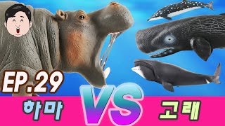 Ko 29 배고픈 하마 VS 고래 돌고래 hippopotamus VS Whales Dolphin kids education Collecta figure [upl. by Kuska]