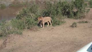 Lion kills a wildebeest  Close up Amazing upsetting too [upl. by Tisdale]