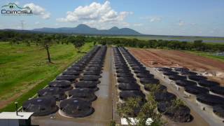 Caimasul 2017  Fazenda de Criação de Jacarés em Cativeiro [upl. by Weider]