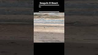 Melbournes Seagulls Stage a Beach Takeover Hilarity Unfolds lumix gh6 slowmo [upl. by Ammej221]