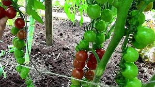 How to Prune Tomatoes for Earlier Harvests Higher Yields amp Healthier Plants [upl. by Saxe80]