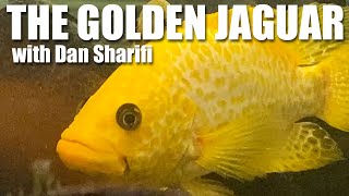 The Gold Jaguar a species profile on Parachromis managuensis with Cichlids of the Americas [upl. by Nylime]