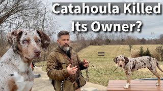 Catahoula Leopard Dog Killed Its Owner  What went wrong [upl. by Allerim]