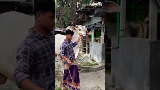 Tallest cow in Bangladesh  look at the size of this giant [upl. by Rabka]