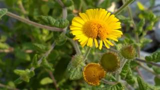 Pulicaria dysenterica curativa medicinal plant [upl. by Conal]