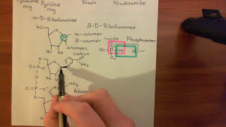 Cholera Toxin and Pertussis Toxin Part 5 [upl. by Noissap]