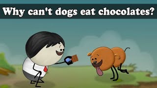 Why cant dogs eat chocolates  aumsum kids science education children [upl. by Annatsirhc]