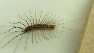 ID  Scutigera coleoptrata  The Deadly House Centipede [upl. by Eelyrag]