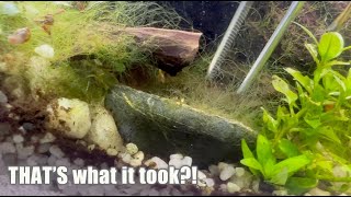 ALGAE BATTLE what worked what didnt and what I did NOT expect [upl. by Tannenbaum537]