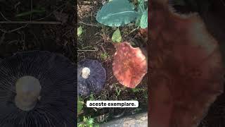 🍄 comestibila Wine cap  Stropharia rugosoannulata în grădină de legume [upl. by Taveda]