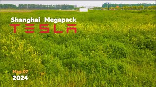 Tesla Shanghai Megapack Factory wild flowers bloom everywhere enjoy the scenery in the mud I 4K [upl. by Ehcor19]