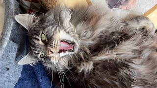 🔊 Maine Coon Cat Sounds Female 🖤 vs Male 🧡 MrrEOWs Trills Talks Happy Sassy Hello Meows [upl. by Otes]