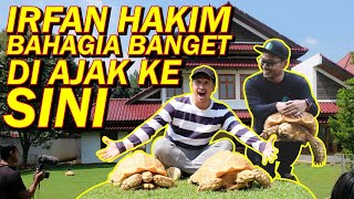 IRFAN HAKIM KE PETERNAKAN SULCATA HET ALBINO  AUTO BORONG SEMUA KURANYA [upl. by Ishmul]